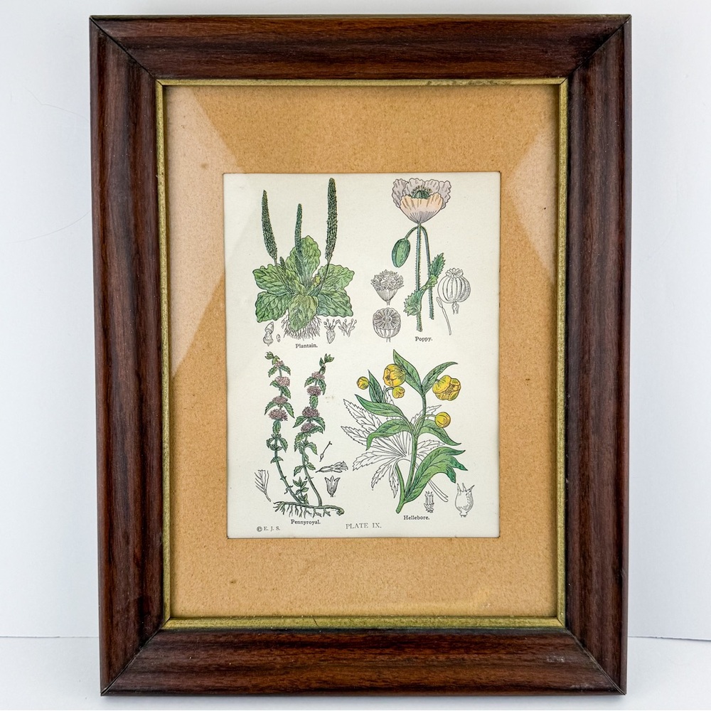Vintage Framed Print Plate IX Plantain Poppy Pennyroyal Hellebore 12x9